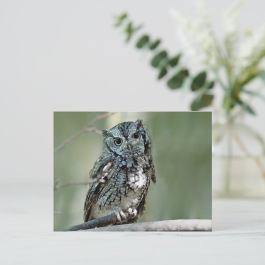 フクロウの木の枝の写真 ポストカード (スタンド正面)