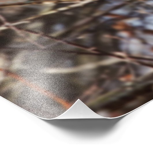 フクロウの樺の木写真 フォトプリント            (角)