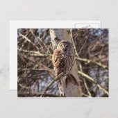 フクロウの樺の木写真 ポストカード (正面/裏面)