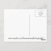 フクロウの樺の木写真 ポストカード (裏面)