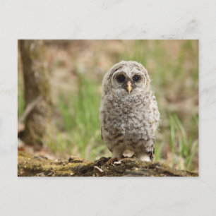 フクロウの生き残り写真はがき ポストカード