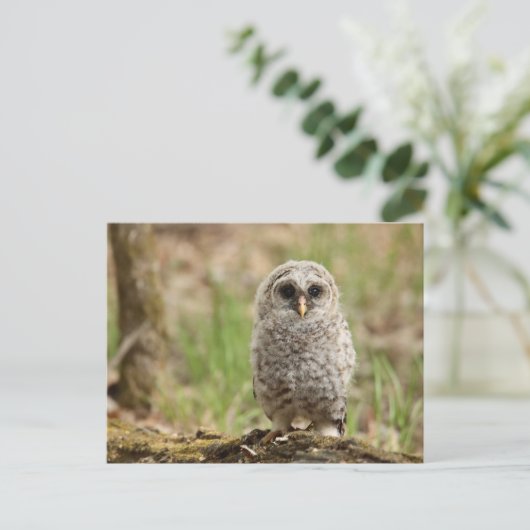 フクロウの生き残り写真はがき ポストカード (スタンド正面)