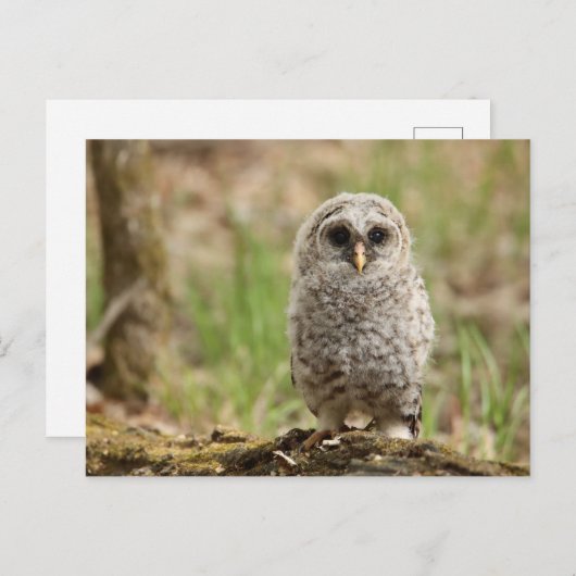 フクロウの生き残り写真はがき ポストカード (正面/裏面)