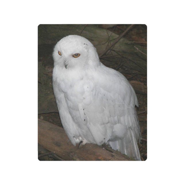 フクロウの白い雪 メタルプリント (正面)