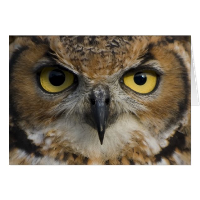 フクロウの目 (正面横)