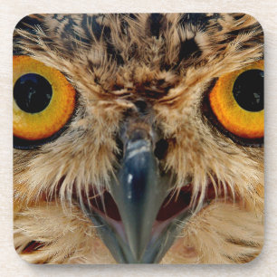 フクロウの目 コースター