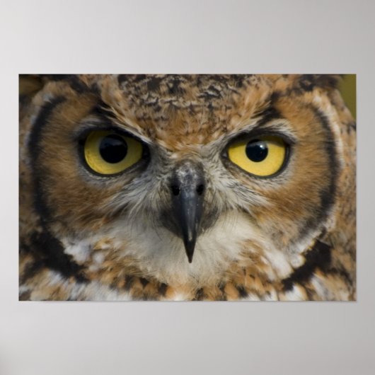 フクロウの目 ポスター (正面)