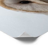 フクロウの目 ポスター (角)