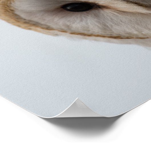 フクロウの目 ポスター (角)