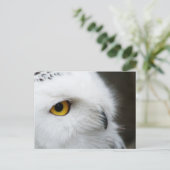 フクロウの目 ポストカード (スタンド正面)
