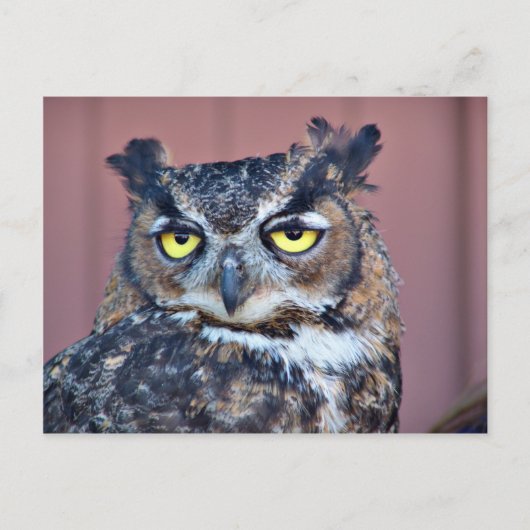 フクロウの目 ポストカード (正面)