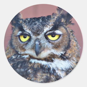 フクロウの目 ラウンドシール
