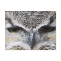 フクロウの目 猛禽類 アメリカワシミミズク 写真