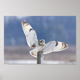 フクロウの短い踊り場 ポスター