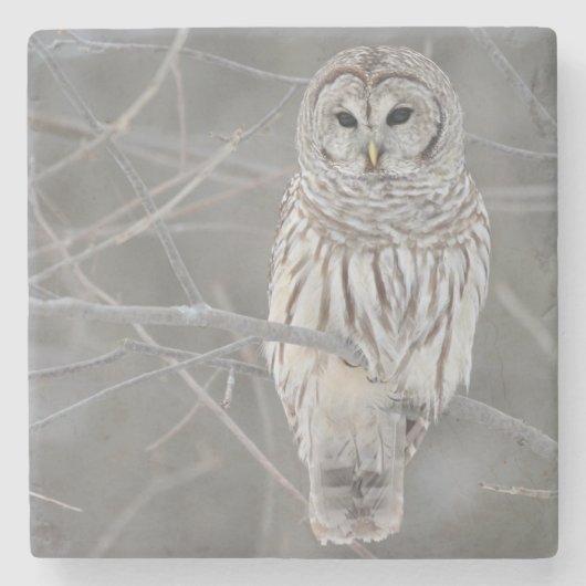 フクロウの石造りのコースター ストーンコースター (正面)
