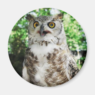 フクロウの磁石「オリー」 マグネット