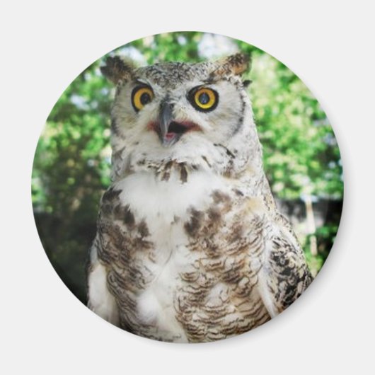 フクロウの磁石「オリー」 マグネット (正面)