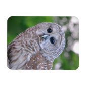 フクロウの精神 マグネット (横)