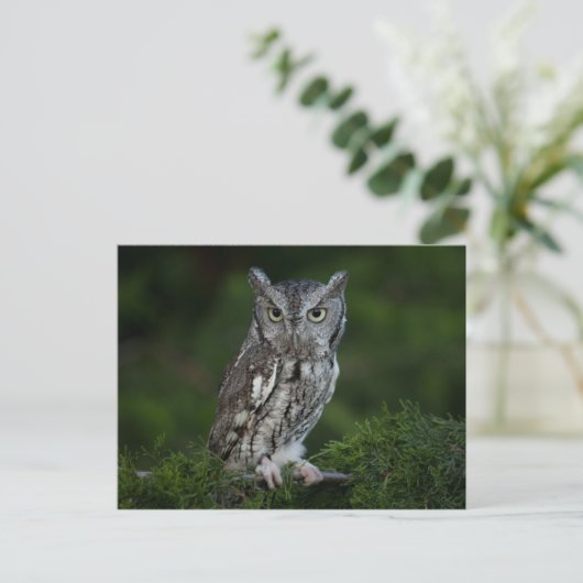 フクロウの絶叫はがき ポストカード (スタンド正面)