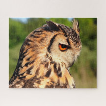 フクロウの群れ – 餌食の鳥。