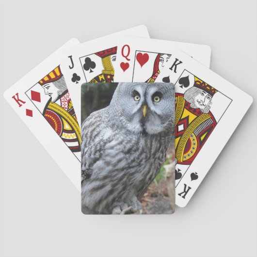 フクロウの肖像写真 トランプ (裏面)