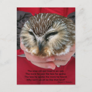 フクロウの葉書 ポストカード