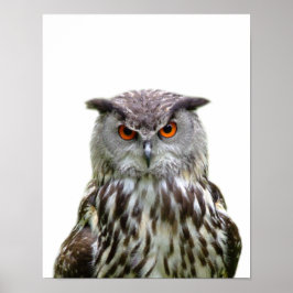 フクロウの野生の森林動物の写真　こっそり覗く　ベビールーム ポスター