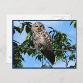 フクロウの針金 ポストカード (正面/裏面)