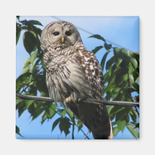 フクロウの針金 マグネット (正面)