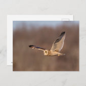 フクロウの飛翔中 ポストカード (正面/裏面)