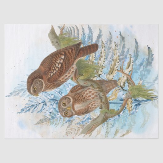 フクロウの鳥の水彩画 薄葉紙 (正面)