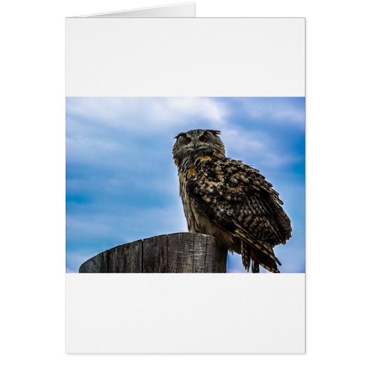 フクロウの鳥羽動物自然の運命の平和愛 (正面)