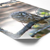 フクロウの4x6写真 フォトプリント            (角)