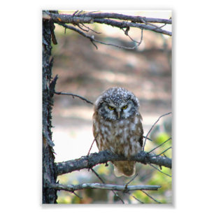 フクロウの4x6写真 フォトプリント