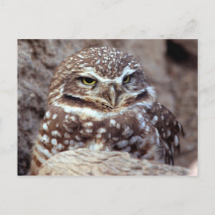 フクロウはがき ポストカード