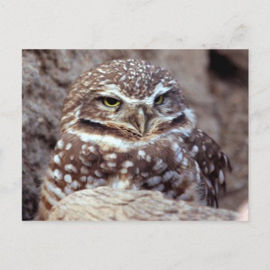 フクロウはがき ポストカード (正面)