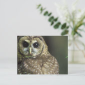 フクロウはがき ポストカード (スタンド正面)