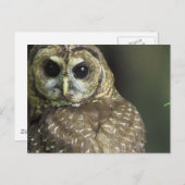 フクロウはがき ポストカード (正面/裏面)