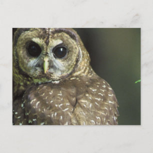 フクロウはがき ポストカード