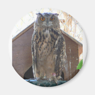 フクロウを見る マグネット
