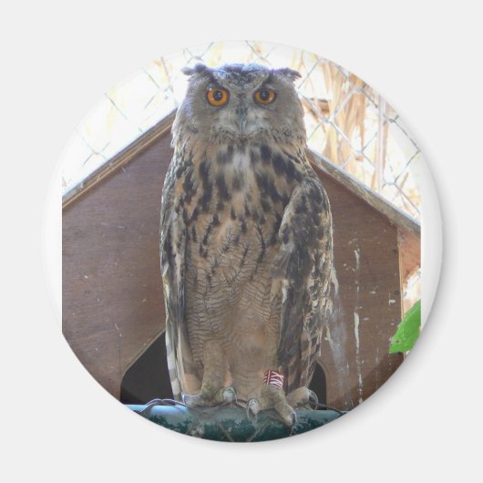 フクロウを見る マグネット (正面)