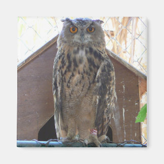 フクロウを見る マグネット