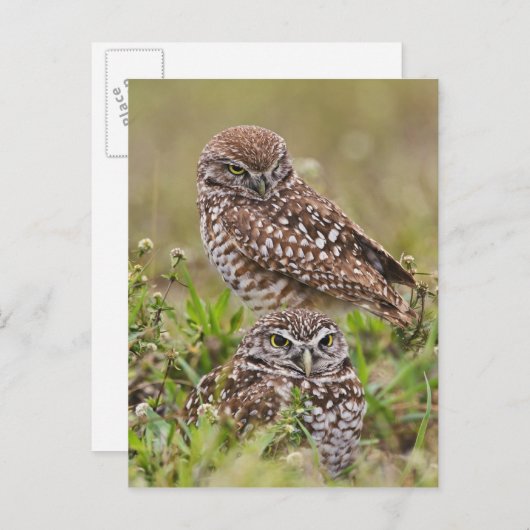 フクロウを、Atheneのcunicularia掘り進むこと、岬の珊瑚、 ポストカード (正面/裏面)