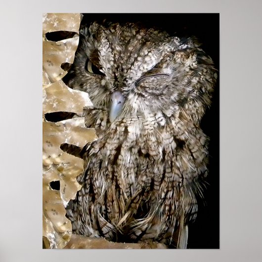 フクロウインク ポスター (正面)