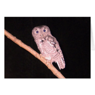 フクロウカード