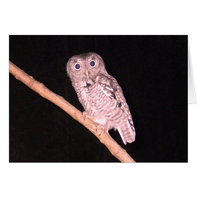 フクロウカード (正面横)