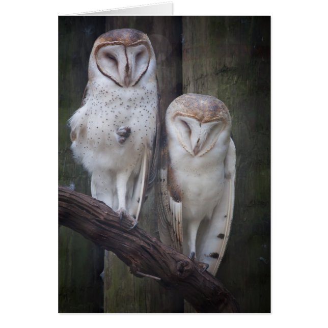 フクロウカード (正面)