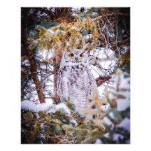 フクロウカード