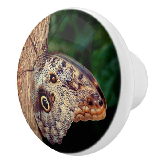 フクロウチョウが閉じる  セラミックノブ (右)