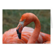 フクロウヒ (正面横)